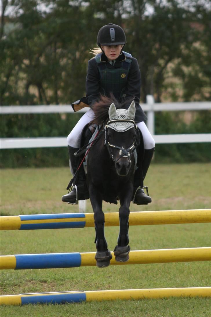 Welsh Pony (sec B) Blackie - til regions mesterskaberne billede 16