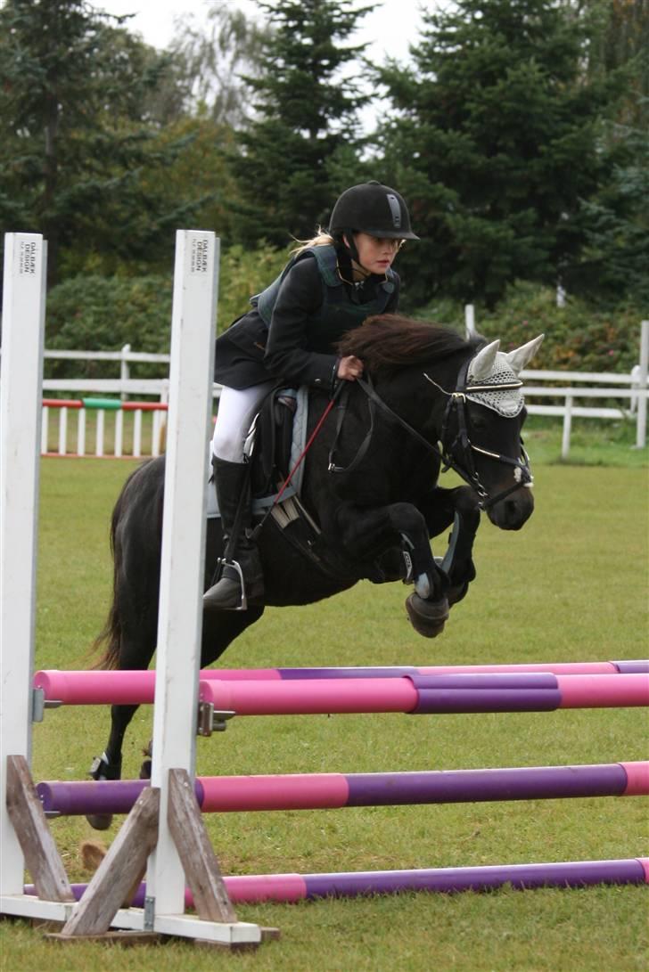 Welsh Pony (sec B) Blackie - -ll- billede 17