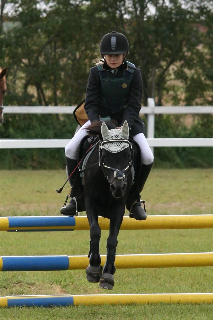 Welsh Pony (sec B) Blackie - xP billede 19