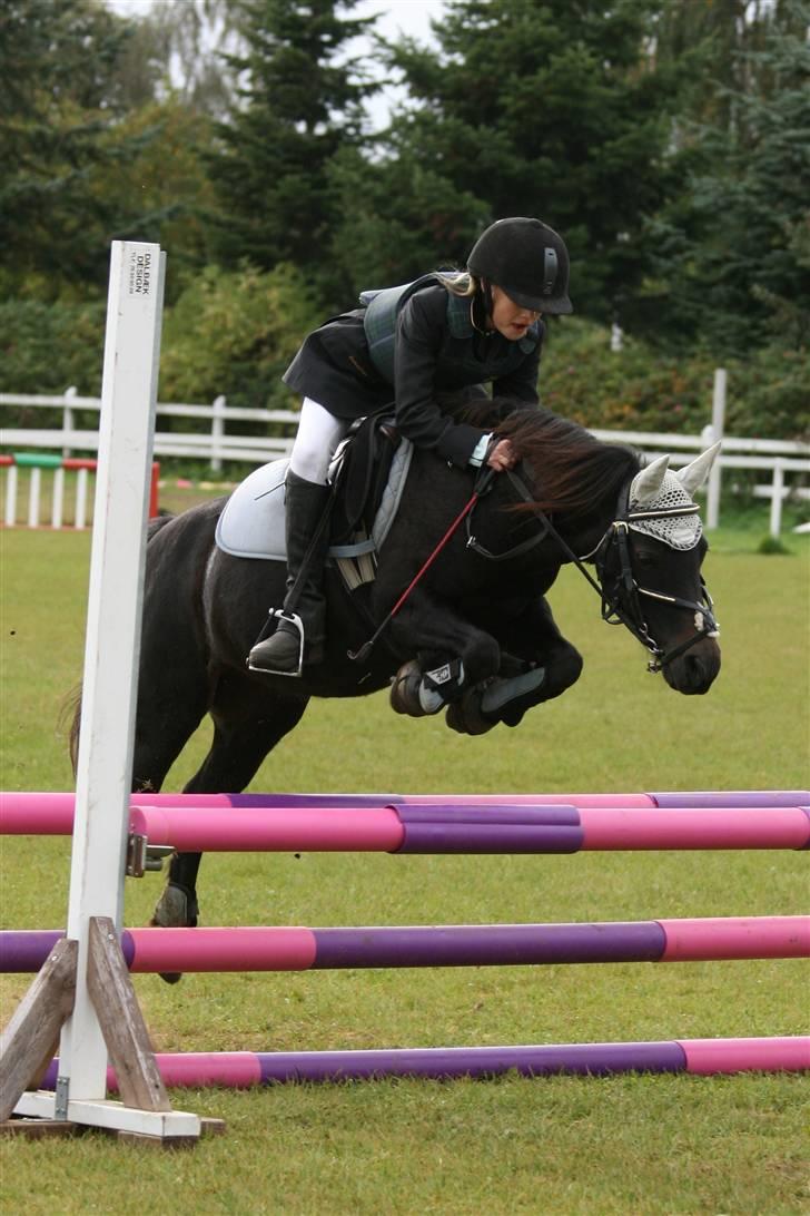 Welsh Pony (sec B) Blackie - -ll- billede 20