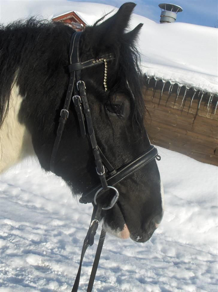 Irish Cob Max Millian . - Max Millian <´ 3 . billede 11