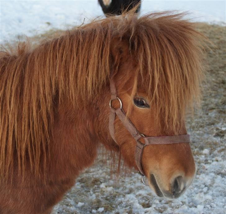 Anden særlig race Møllegårdens Kajser - Min smukke dreng billede 9