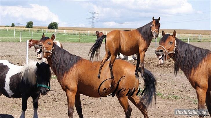 Kaspisk hest Semi<3 - Velkommen til Semis profil :D<3 semi Der gaber!:D Han kan næsten på komando! foto: Mie vilbøl billede 1