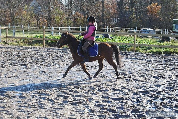 Kaspisk hest Semi<3 - Semi & Thea (hans ejer) i fin trav!! Foto: MSP foto billede 2