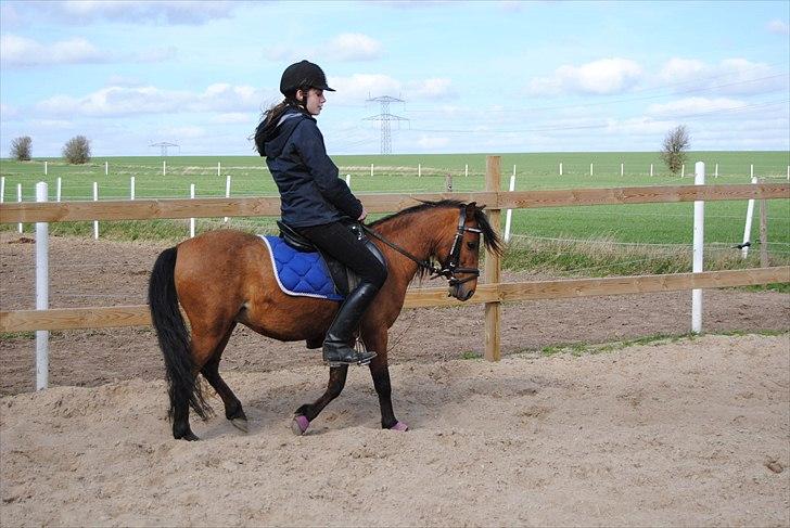 Kaspisk hest Semi<3 - semi & sarah, dygtige semi(´:<3 billede 3