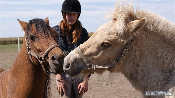 Kaspisk hest Semi<3 - kys mig! :D<3 Semi og Major! Foto: Mie vilsbøl billede 4