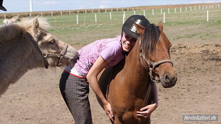 Kaspisk hest Semi<3 - Major klør sarah, mens sare krammer semi:D<3 foto: Mie vilsbøl billede 5