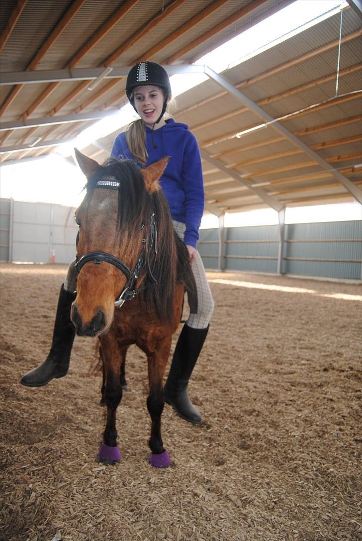 Kaspisk hest Semi<3 - Semi skridter af med sarah på ryggen:D billede 6