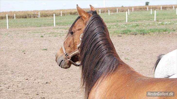 Kaspisk hest Semi<3 - er man smuk eller er man bare smuk? *; foto: Mie vilsbøl billede 7