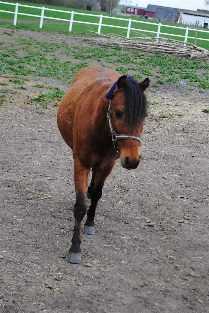 Kaspisk hest Semi<3 - Smukke drengen<3 billede 8