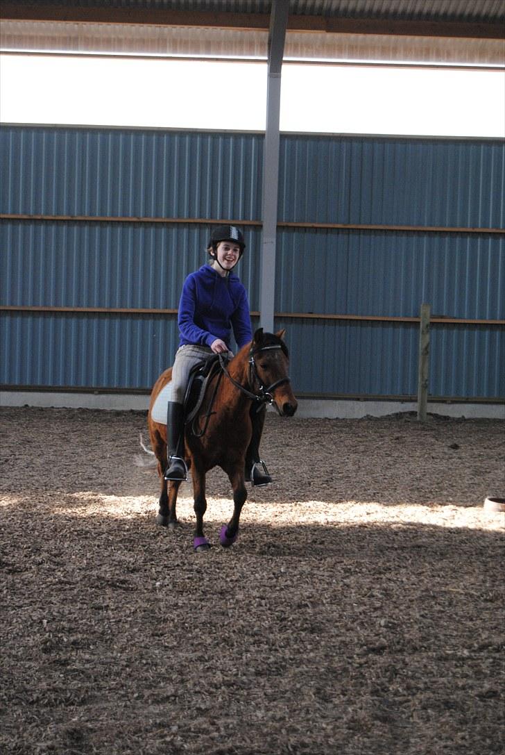 Kaspisk hest Semi<3 - Hvor er du sød Semi!<3med sarah;p billede 9