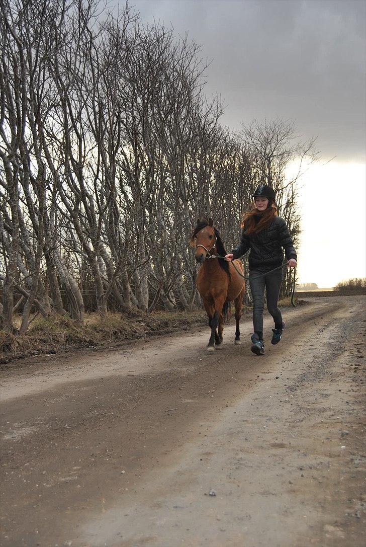 Kaspisk hest Semi<3 - Semi & Malou, traver (-: billede 11