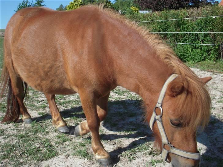 Shetlænder Mira Bella Bomlund - min bella fis billede 1