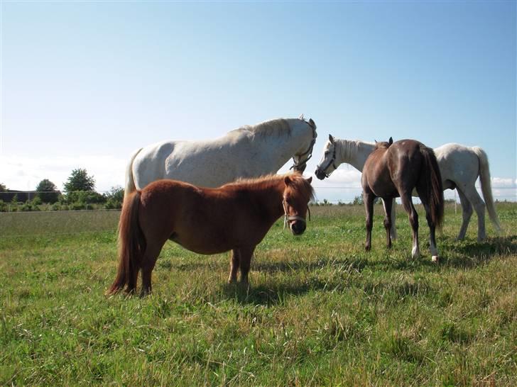 Shetlænder Mira Bella Bomlund - bella og nogle af de andre billede 2