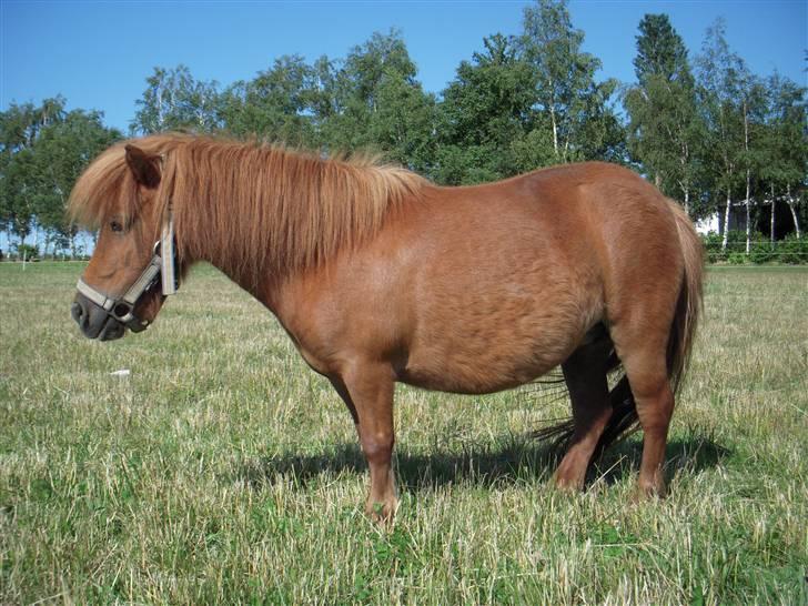 Shetlænder Mira Bella Bomlund - tykke Bella billede 3