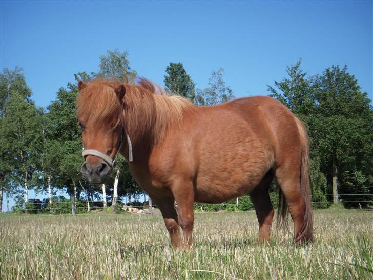 Shetlænder Mira Bella Bomlund - bella nede fra hendes højde af ;) billede 4