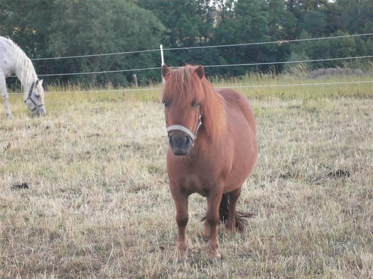 Shetlænder Mira Bella Bomlund - Du er så dejlig min lille prop billede 5