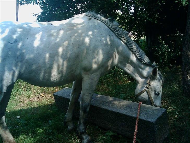 Anden særlig race Savannah R.I.P - varm sommerdag hvor savannah står og nyder skyggen <3 billede 20