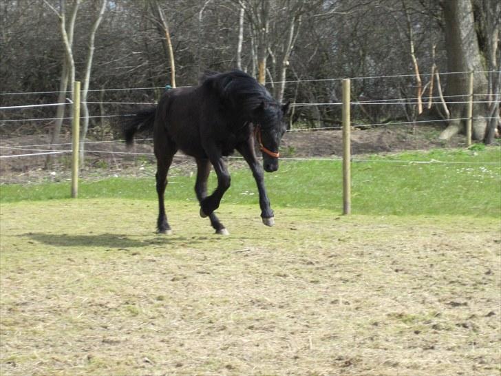 Frieser Frodo De Leuke - 23.04.2010 billede 3