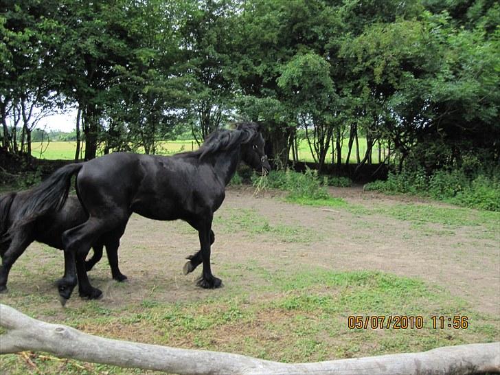 Frieser Frodo De Leuke - 5.6.2010 billede 4