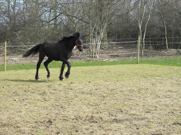 Frieser Frodo De Leuke - 23.04.2010 billede 14