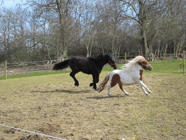 Frieser Frodo De Leuke - 23.04.2010 billede 11