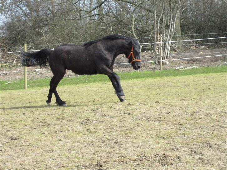 Frieser Frodo De Leuke - 23.4.2010 billede 12