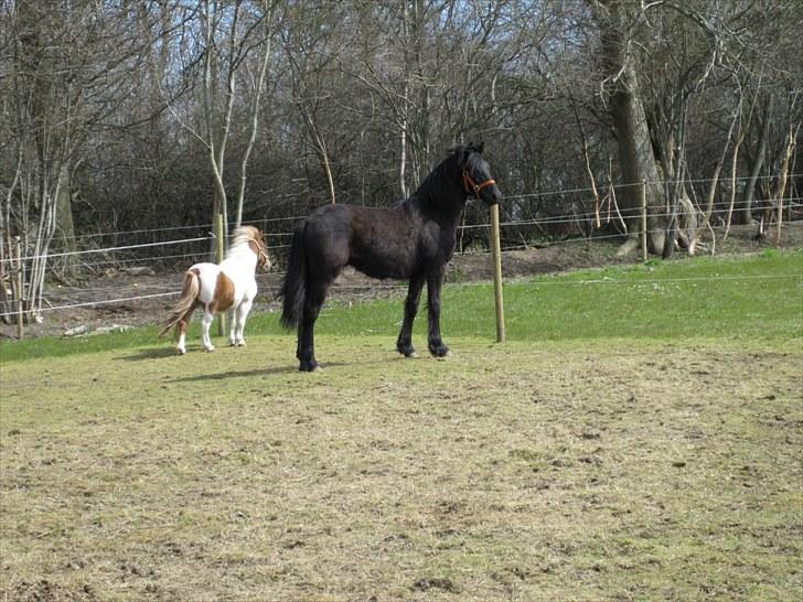 Frieser Frodo De Leuke - 23.04.2010 billede 10