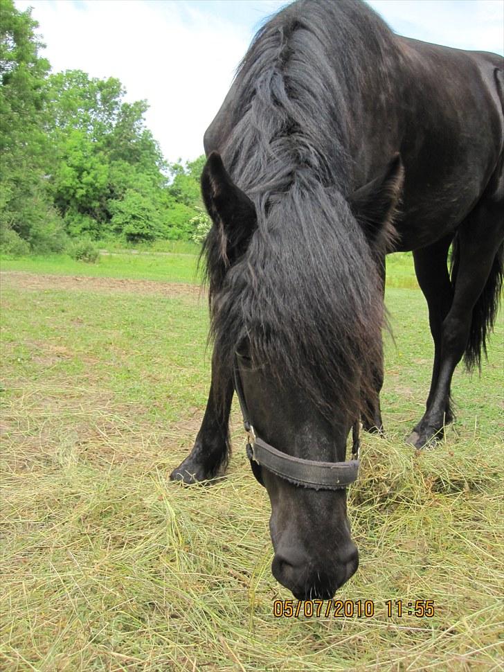 Frieser Frodo De Leuke - 5.6.2010 billede 6