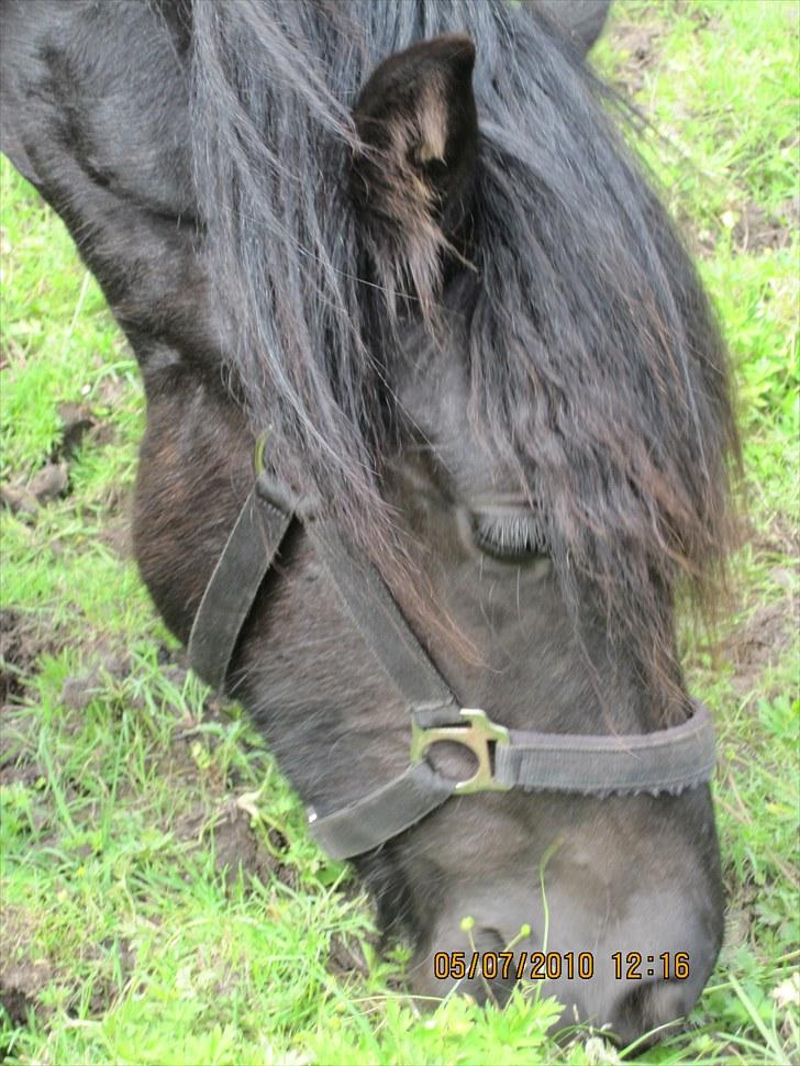 Frieser Frodo De Leuke - 5.6.2010 billede 7