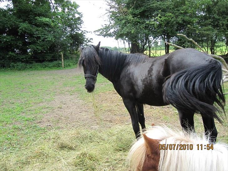 Frieser Frodo De Leuke - 5.6.2010 billede 9