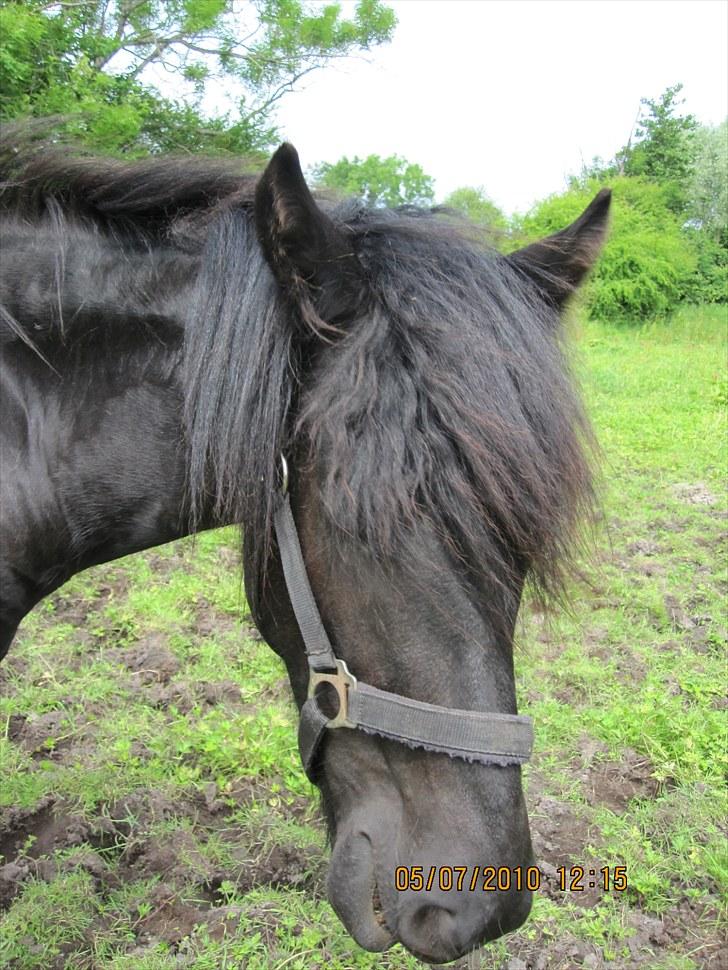 Frieser Frodo De Leuke - et lille skævt smil billede 8
