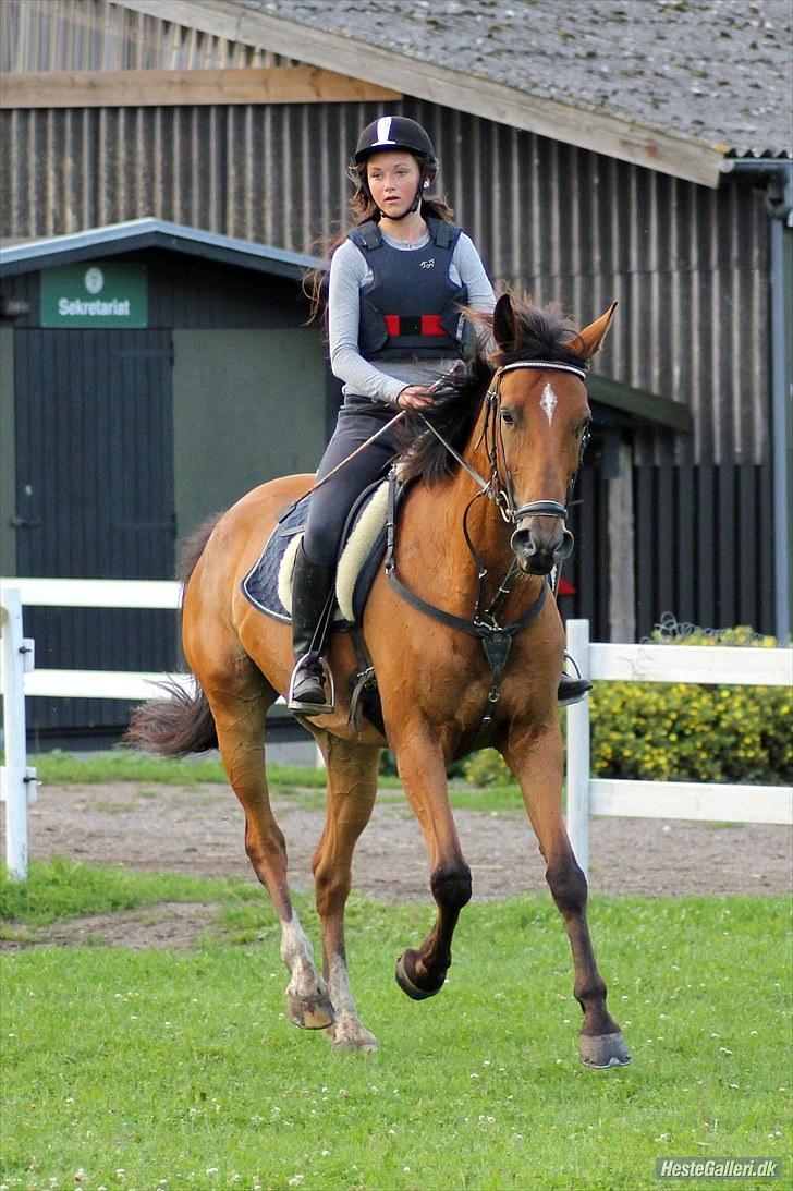 Dansk Varmblod Overgaards Minuet billede 6