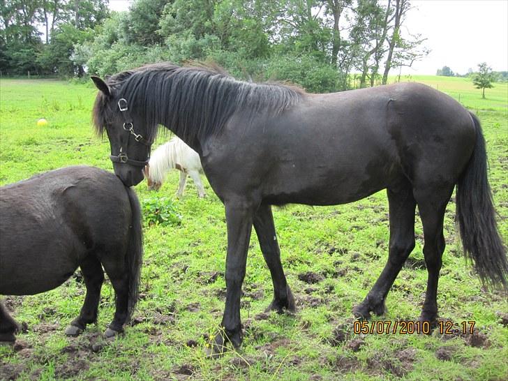 Frieser Frodo De Leuke - Snif snif billede 13
