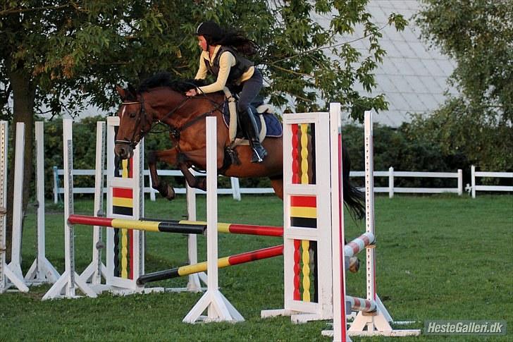 Dansk Varmblod Overgaards Minuet - Overgaards minuet sommer 2010 billede 7