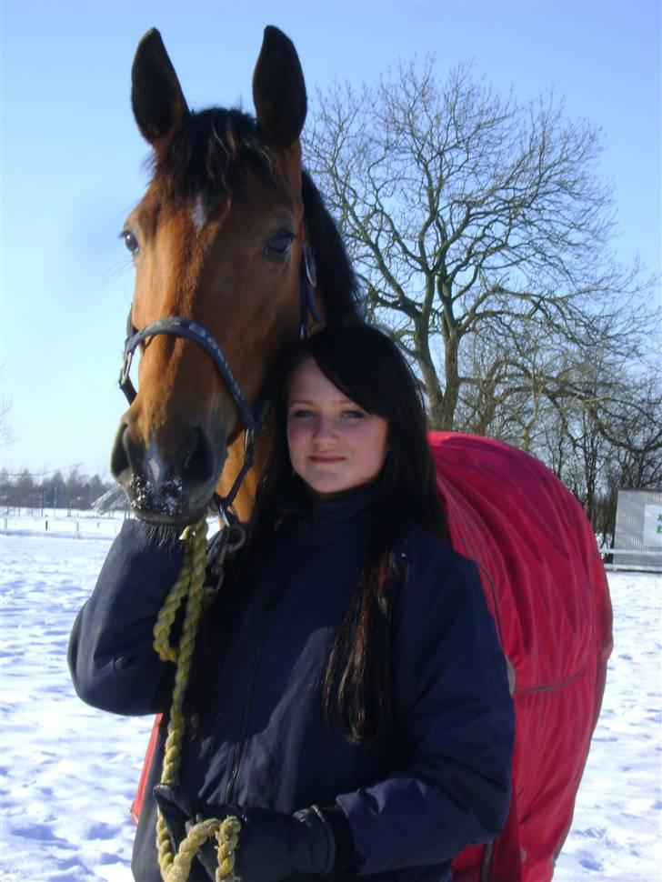 Dansk Varmblod Overgaards Minuet billede 8