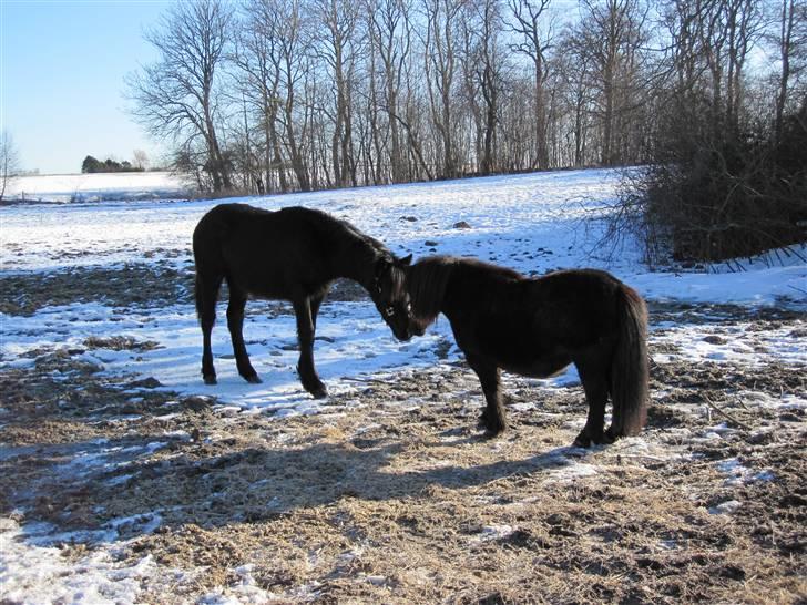 Frieser Frodo De Leuke - 05-03-2010 billede 18