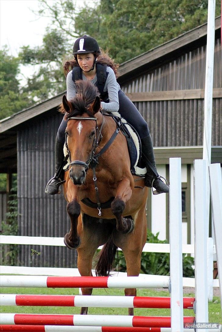 Dansk Varmblod Overgaards Minuet billede 9