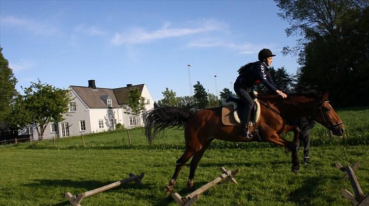 Dansk Varmblod Overgaards Minuet - Fordi eddie simpelthen syntes det er så sjovt at springe! :-) billede 10