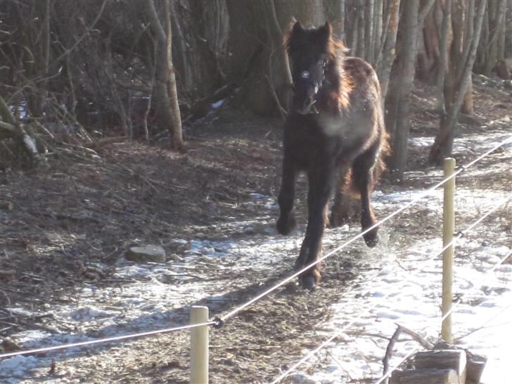 Frieser Frodo De Leuke - tjuhej billede 17