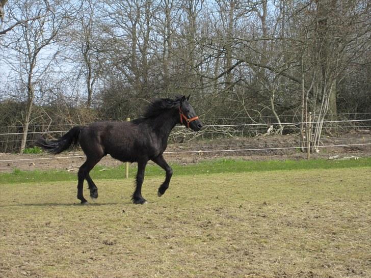 Frieser Frodo De Leuke - 23.04.2010 billede 16