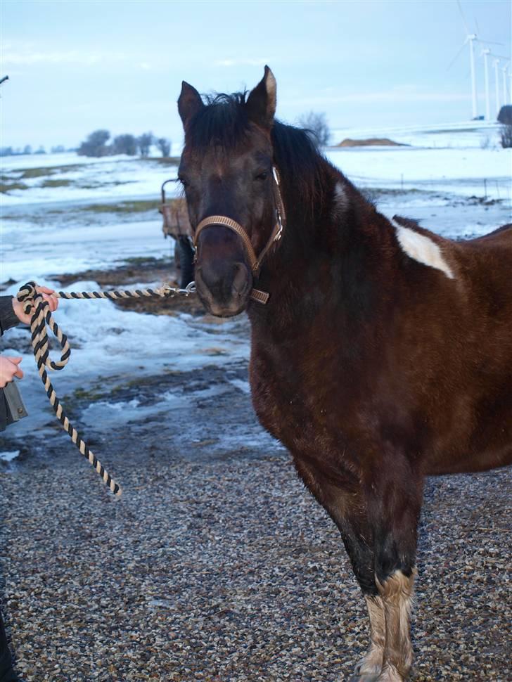 Anden særlig race Cirkeline - Cirkeline d. 12/3 hvor Josefine og jeg hyggede lidt med hende..  Foto: Mig/Signe Vilain. billede 12