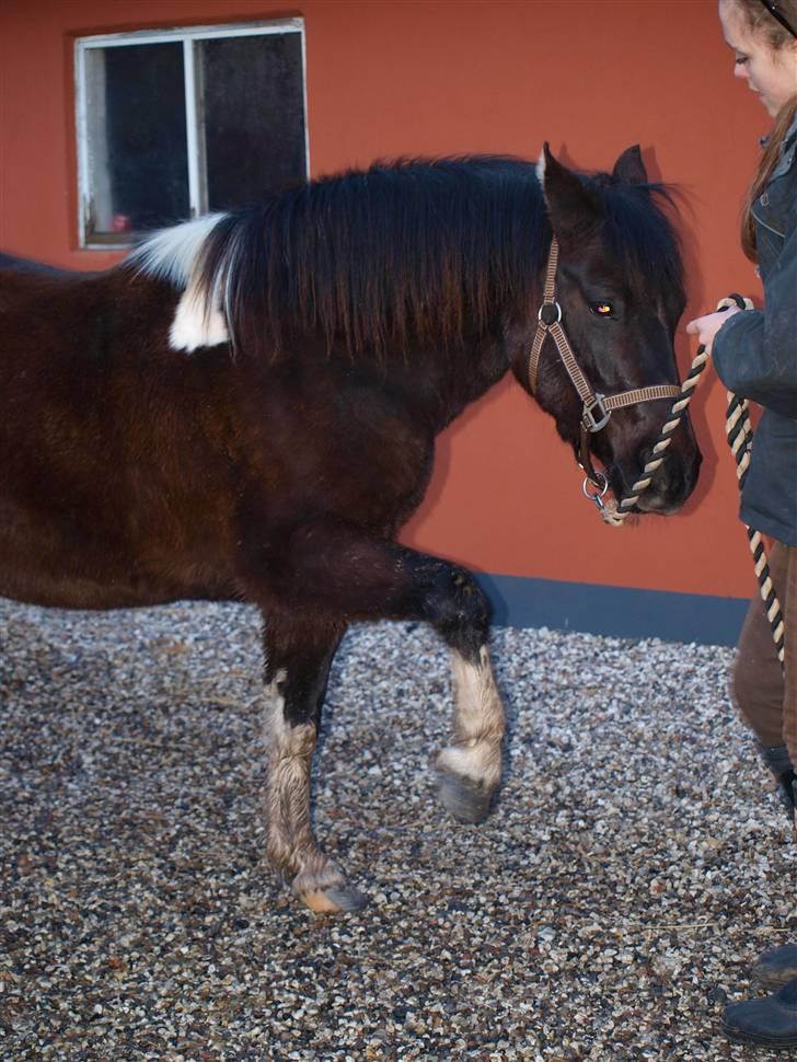 Anden særlig race Cirkeline - Cirkeline d. 12/3.. Spanske skridt - hun håber vidst på at få en godbid.. Og det fik hun.. billede 13