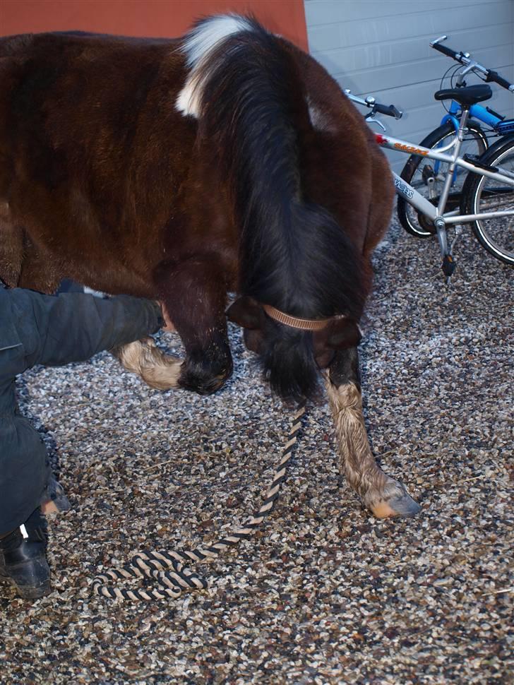 Anden særlig race Cirkeline - Cirkeline nejer.. Hun løfter selv fussen nu... Dygtige ponze..  billede 14