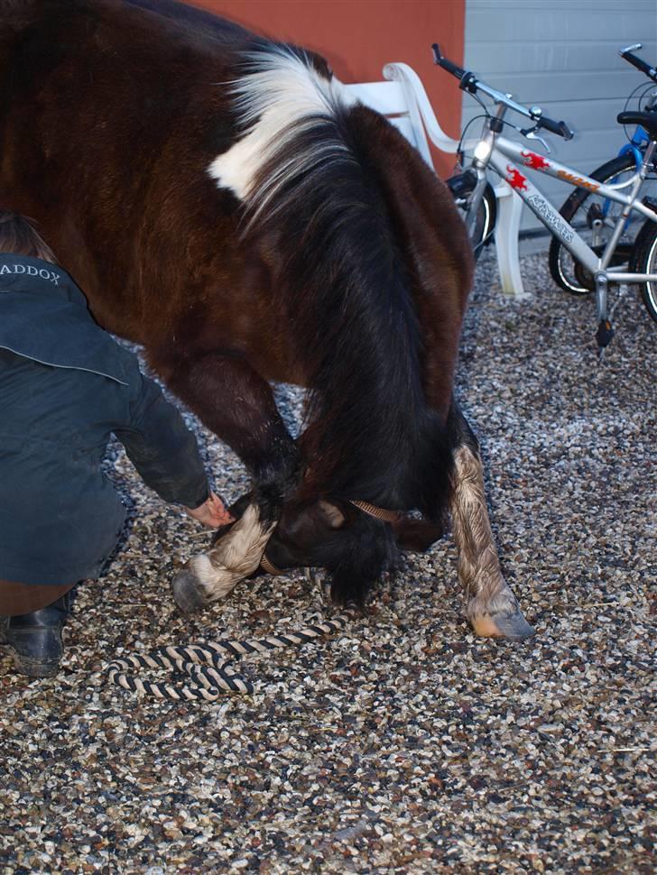 Anden særlig race Cirkeline - Cirkeline nejer - igen..  Foto: Signe Vilain/mig billede 16