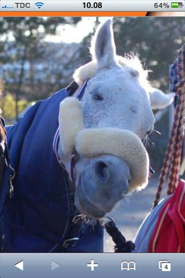 DSP Yealand Cirkeline R.I.P :'( - verdens dejligeste pony billede 14