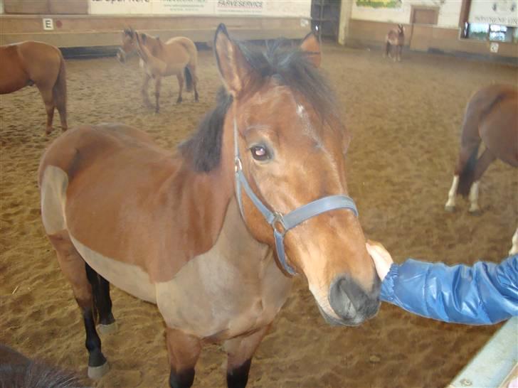 Anden særlig race  sao's Fancy - Fancy i hallen med alle de andre elevheste :D billede 4