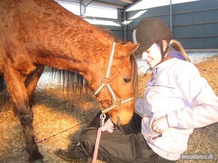 Kaspisk hest Semi<3 - Har du ikke noget til mig? :D billede 12