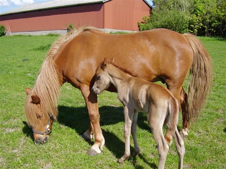 Islænder Lady (død) billede 18