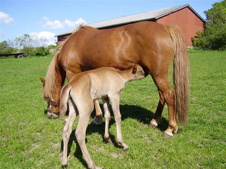 Islænder Lady (død) billede 19